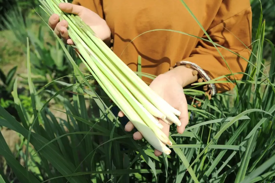 檸檬草種植
